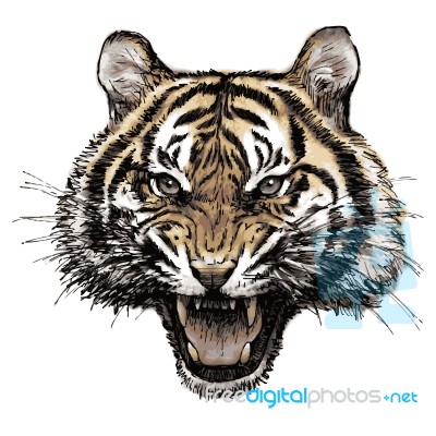 Head Of Angry Tiger Hand Drawn Stock Image