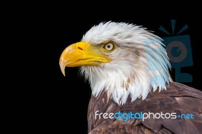 Head Of Bald Eagle On Black Stock Photo