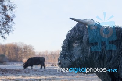 Head Of Black Bull Scottish Highlander With Cow Outside Stock Photo