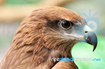 Head Of Black Kite Stock Photo