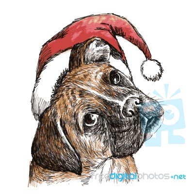 Head Of Boxer With Santa Claus Hat Stock Image