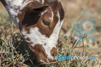 Head Of Brown Goat Stock Photo