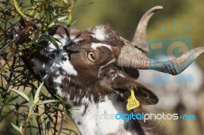 Head Of Brown Goat Stock Photo