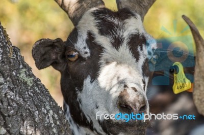 Head Of Brown Goat Stock Photo