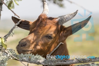 Head Of Brown Goat Stock Photo