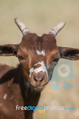 Head Of Brown Goat Stock Photo