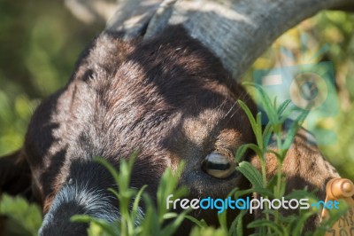 Head Of Brown Goat Stock Photo