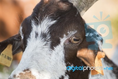 Head Of Brown Goat Stock Photo