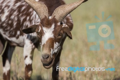 Head Of Brown Goat Stock Photo