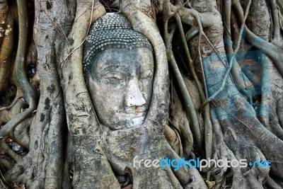 Head Of Buddha In Tree Stock Photo