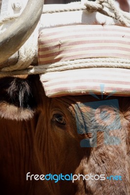 Head Of Bull Stock Photo