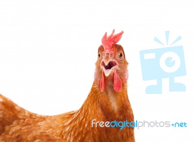 Head Of Chicken Hen Shock And Funny Surprising Isolated White Ba… Stock Photo