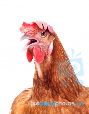 Head Of Chicken Hen Shock And Funny Surprising Isolated White Background Stock Photo