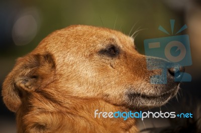 Head Of Dog Stock Photo