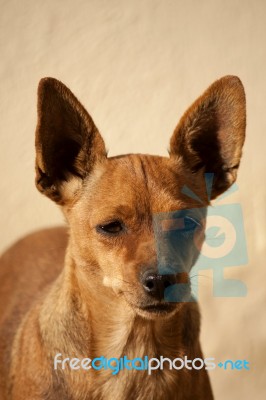 Head Of Domestic Dog Stock Photo