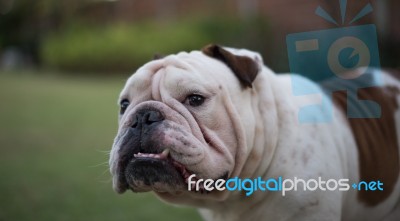 Head Of English Bulldog Stock Photo