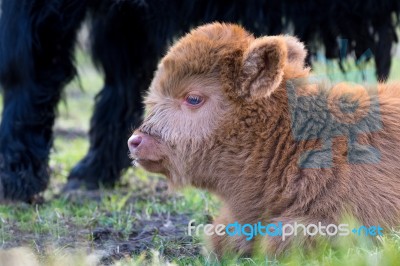 Head Of Lying Brown Newborn Scottish Highlander Calf Stock Photo