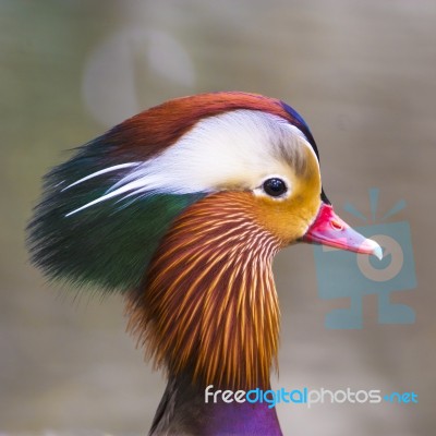 Head Of Mandarin Duck Stock Photo