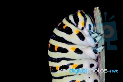 Head Of  Papilio Macaone Stock Photo