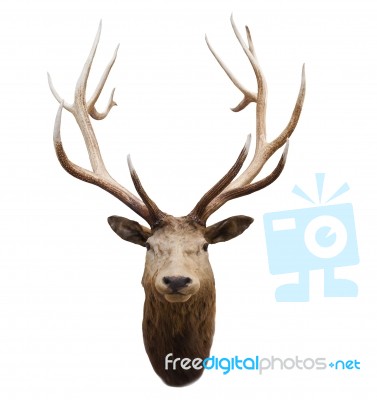 Head Of Wild Deer And Horn In Fiordland National Park New Zealand Stock Photo