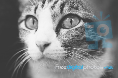 Headshot Of Cat Looking Toward Camera In Black And White Stock Photo