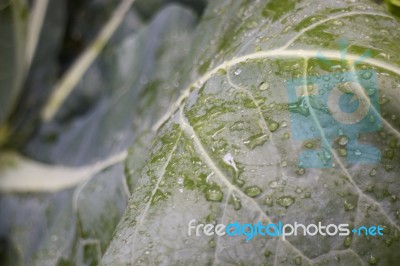 Healthy Fresh Vegetable Ingredients Displayed Stock Photo