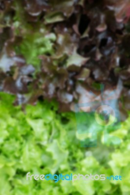 Healthy Fresh Vegetable Ingredients Displayed Stock Photo