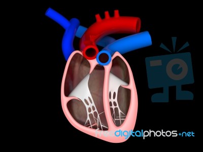 Heart Cross Section Labeled Stock Image