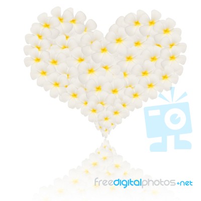 Heart Frangipani Flower Stock Photo