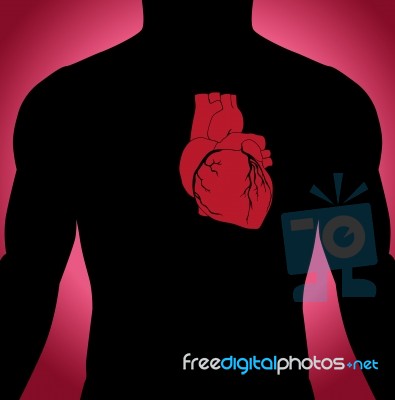 Heart In The Body Stock Image