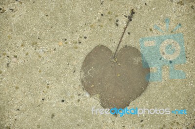 Heart Leave Stock Photo