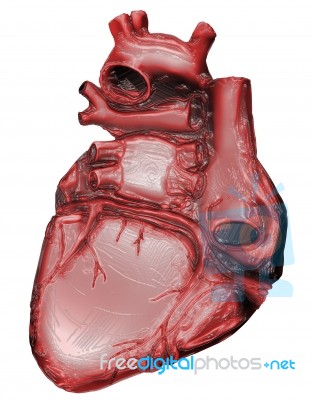 Heart Organ Stock Image