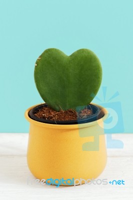 Heart Plant In Pot Stock Photo