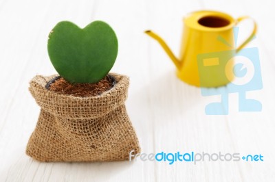 Heart Plant In Pot With Watering Can Stock Photo