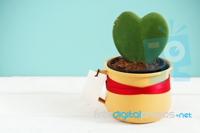 Heart Plant In Pot With White Tag Stock Photo