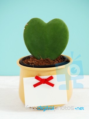 Heart Plant With Tag Stock Photo