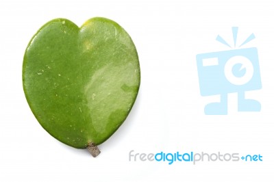 Heart Shape Leaf Stock Photo