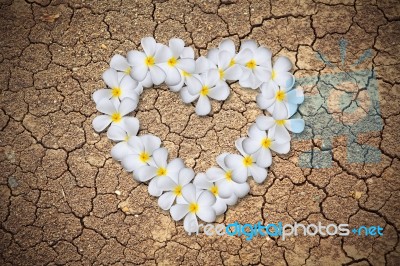 Heart Shaped Plumeria Flowers Stock Photo