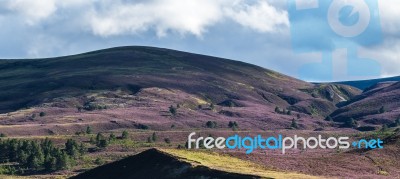 Heather On The Cairngorm Mountain Range Stock Photo