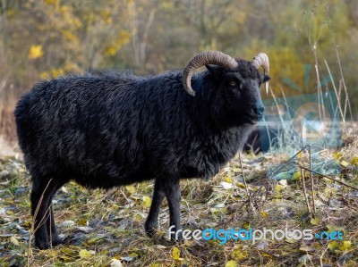 Hebridean Black Sheep At Warnham Nature Reserve Stock Photo