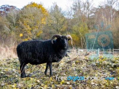 Hebridean Black Sheep At Warnham Nature Reserve Stock Photo