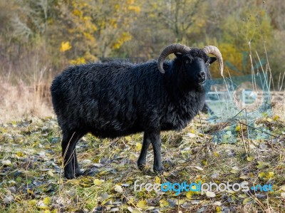 Hebridean Black Sheep At Warnham Nature Reserve Stock Photo