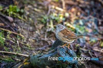 Hedge Accentor Stock Photo