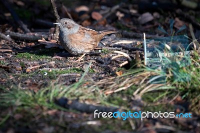 Hedge Accentor On The Canopy Floor Stock Photo