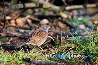 Hedge Accentor On The Canopy Floor Stock Photo