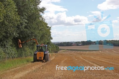 Hedge Cutting Stock Photo