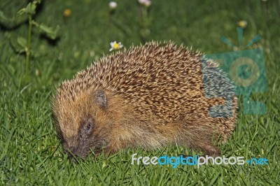 Hedgehog Stock Photo