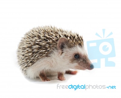 Hedgehog Stock Photo