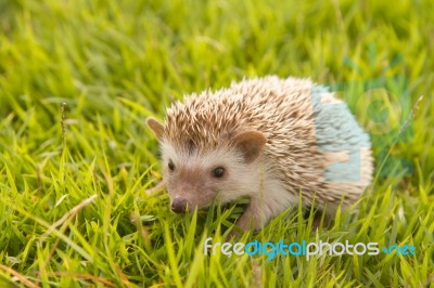 Hedgehog In The Garden , African Pygmy Hedgehog Stock Photo