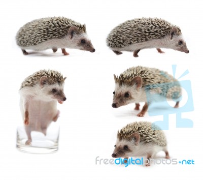 Hedgehog Isolated On White Background Stock Photo